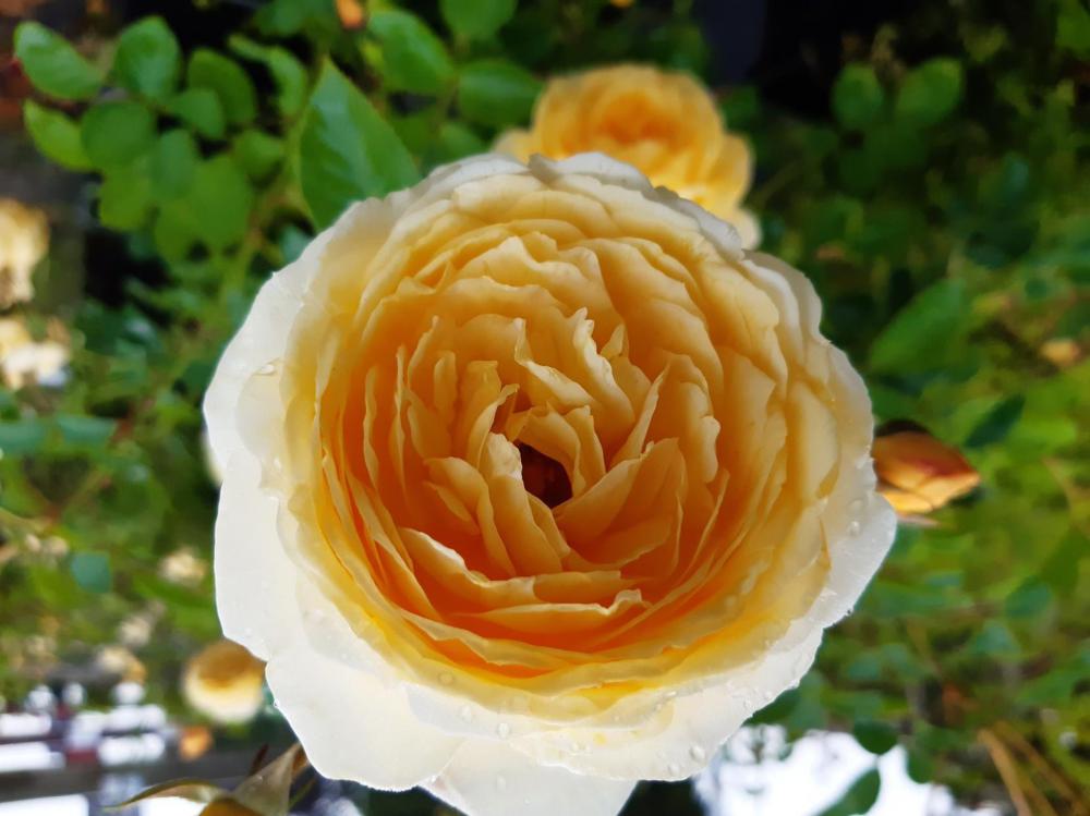 The rose named in honour of John Ystumllyn