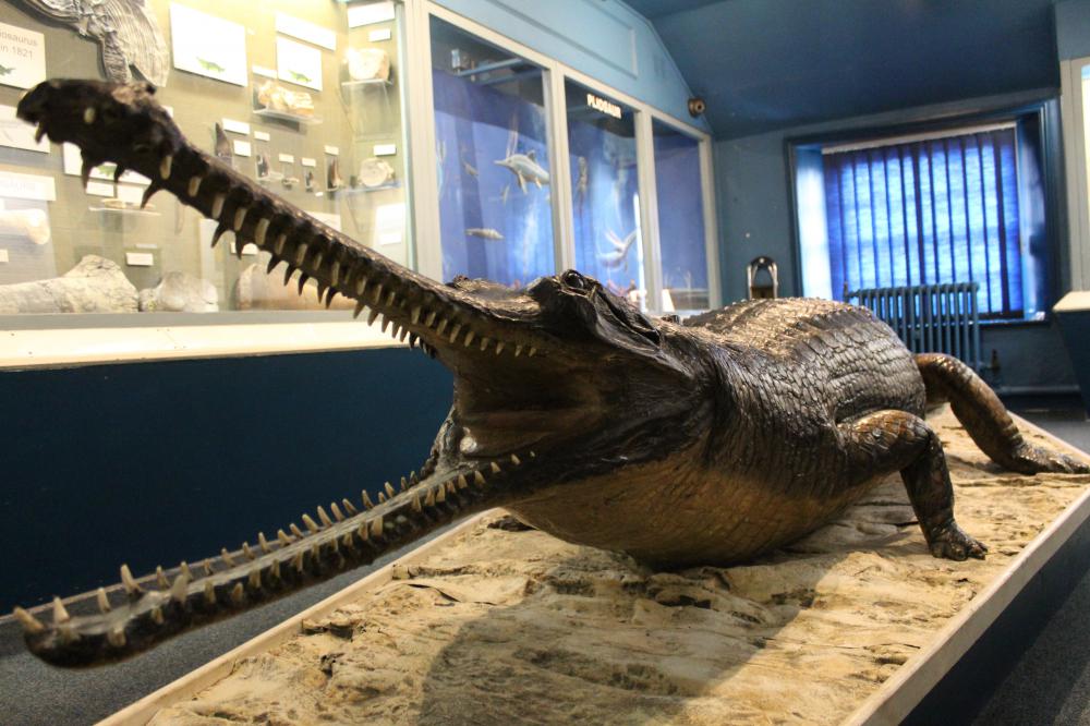 The Museum's famous 'croc'