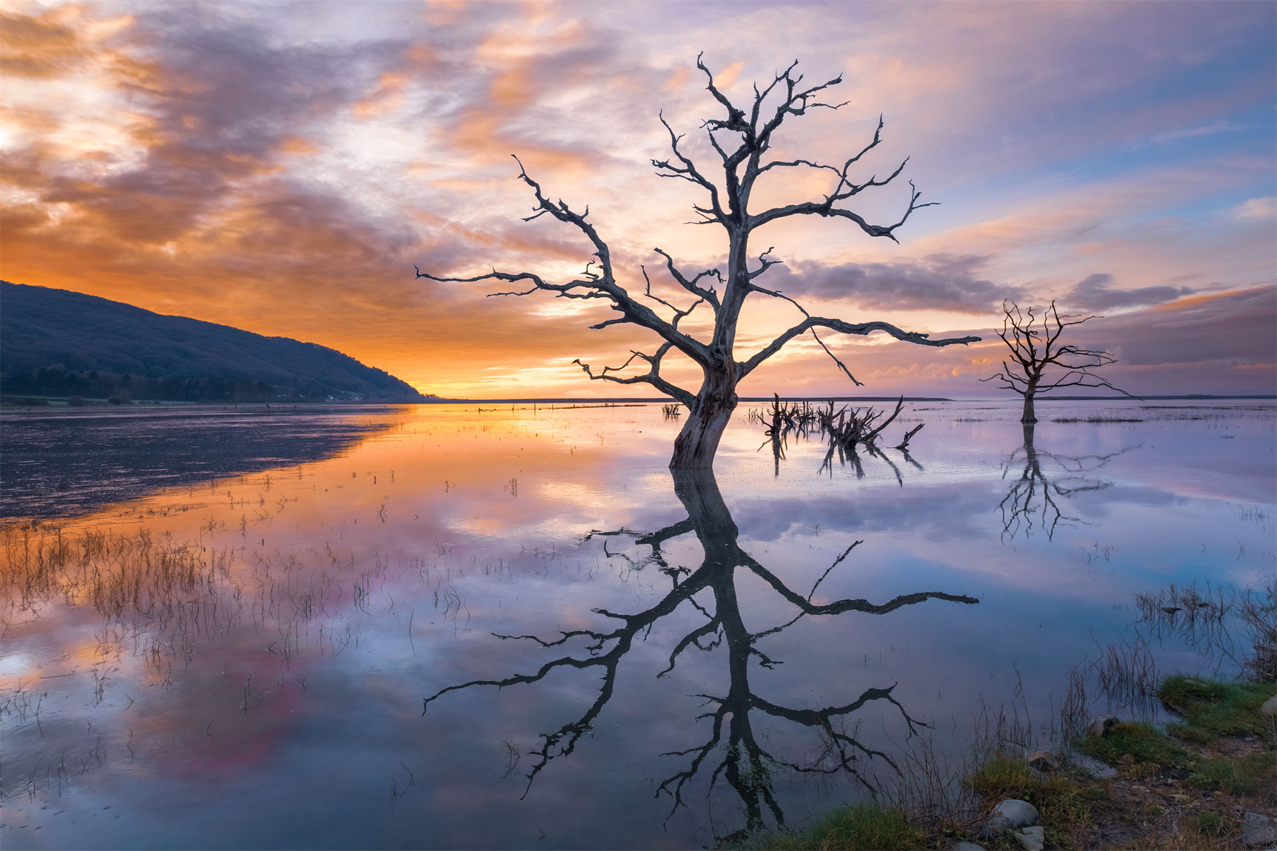 Flooded Tree by Dave Young