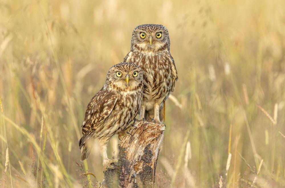 Wiltshire Wildlife Trust photography prize returns for 2026 