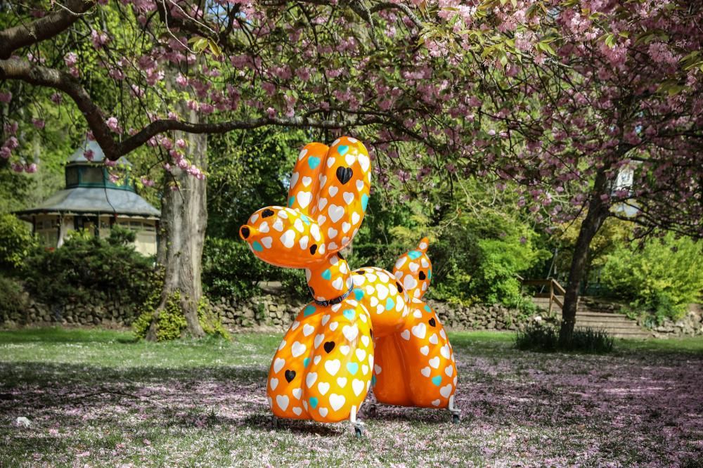 Puppy Love Swindog at Town Gardens - credit Simon Ward Photography