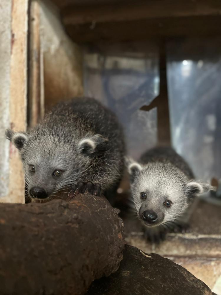 Cotswold Wildlife Park welcomes baby Binturong twins in time for World Binturong Day