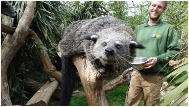 Cotswold Wildlife Park hosts World Binturong Day to save a most unusual mammal