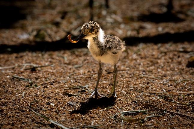 Bird breeding firsts at Cotswold Wildlife Park
