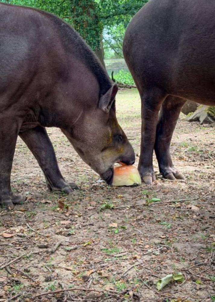 Tapirs enjoying a frozen treat. Photo by Rebecca Farrow