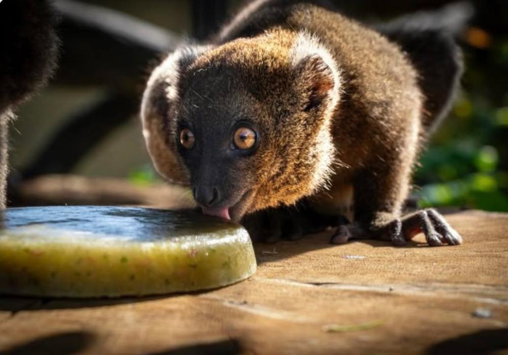 Critically Endangered Greater Bamboo Lemurs. Photo by Phillip Joyce