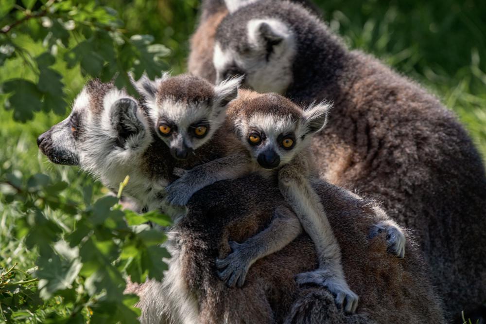 Baby lemur twins on mum's back (Image credit Philip Joyce)