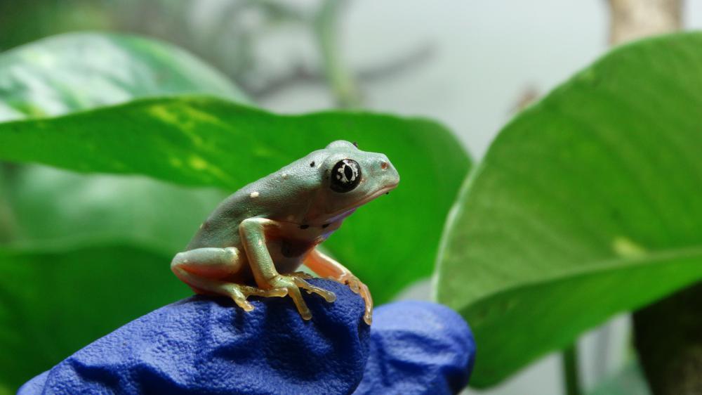 Any mossy frog keepers?? : r/frogs