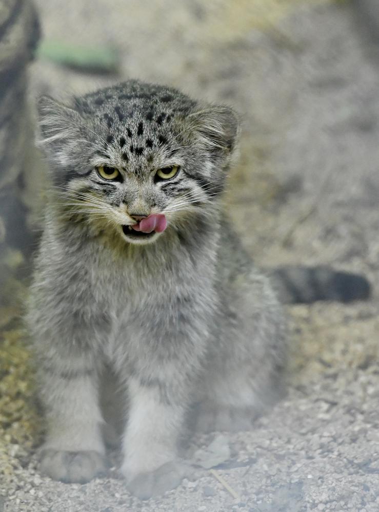 Cotswold Wildlife Park's Pallas' Cat kittens make debut in time for International Cat Day