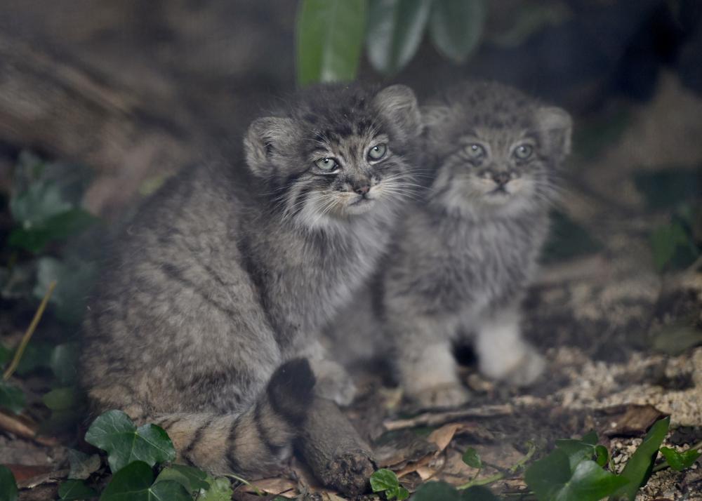 Cotswold's Pallas' Cat kittens - image credit Stephen Woodham. (Last two images of kittens accredited to Mammal Keeper Willemijnimg)