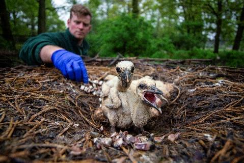 Record stork breeding success at Cotswold Wildlife Park