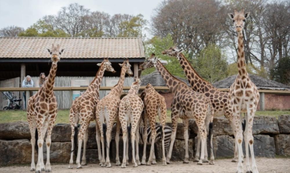 Icons of the Sky is back at Longleat