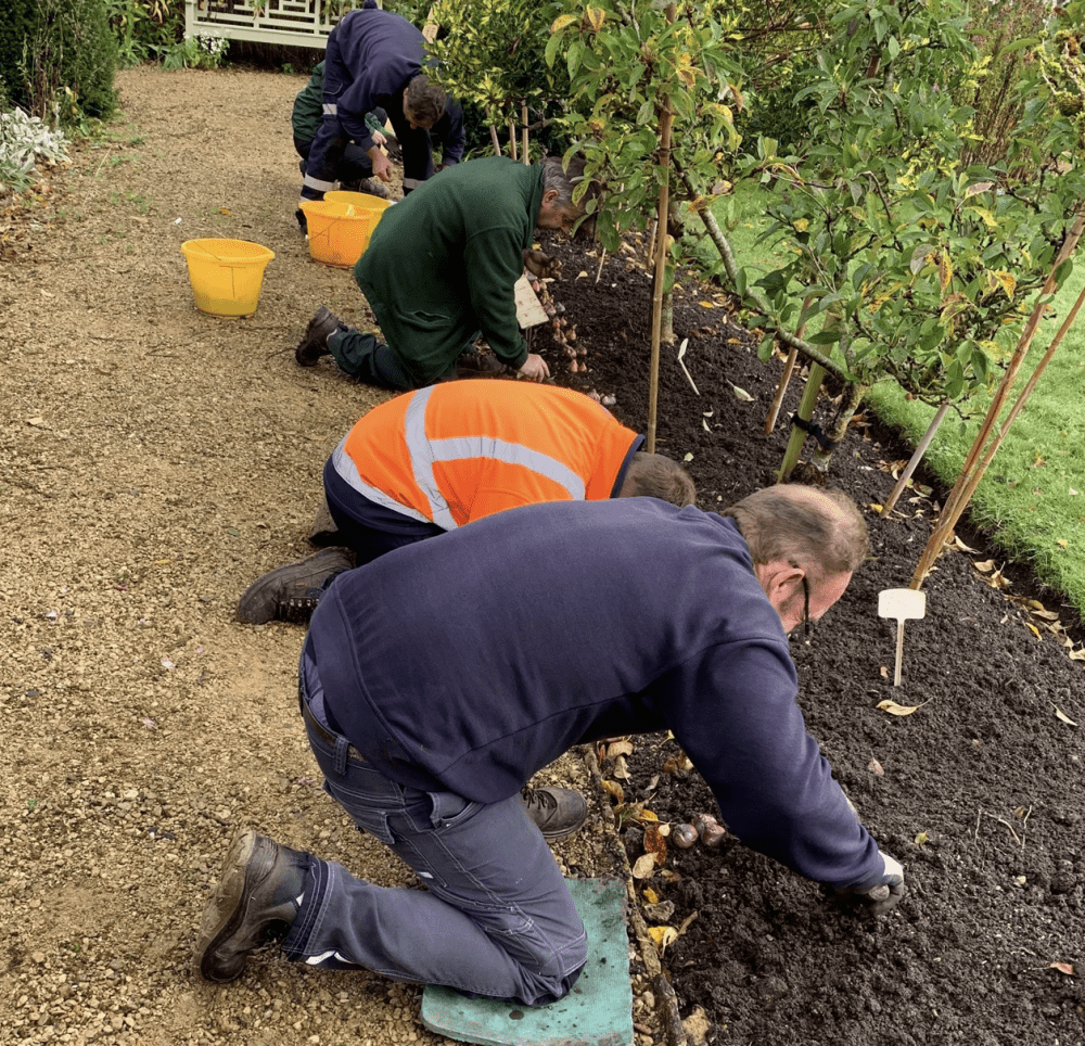 The bulbs being planted in the Walled Garden