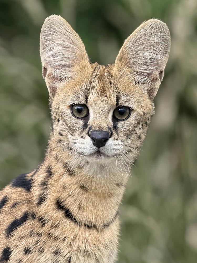 Studley Grange welcome African Serval