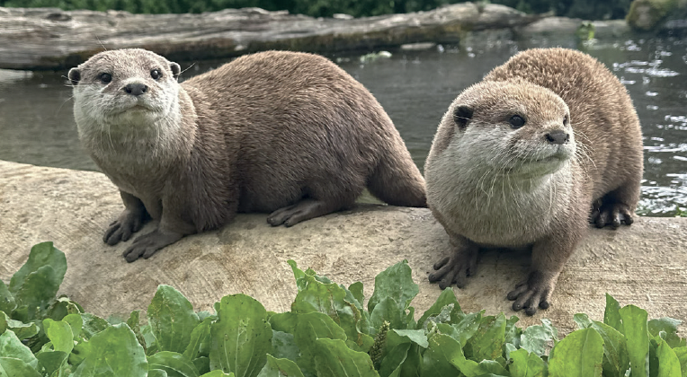 Studley Grange promises otterly fun time