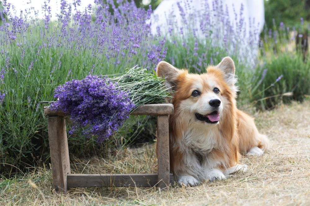 Pet-friendly plant picks for Wiltshire’s new homes