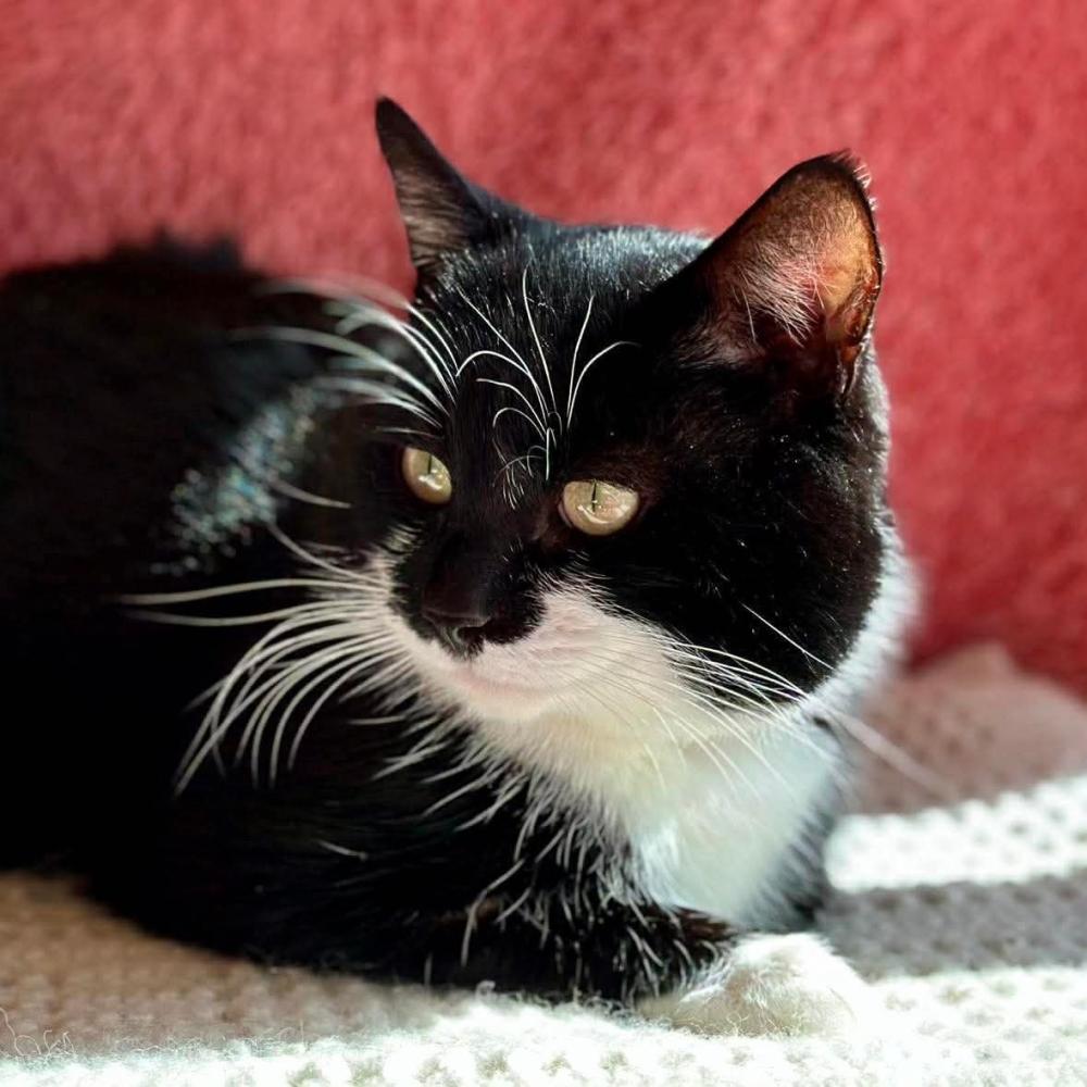 Buster, a hand-reared kitten who is now in his forever home