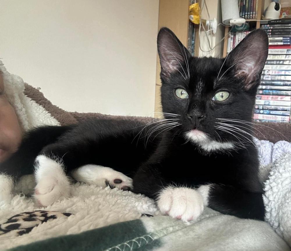 Smudge, who is currently being fostered by one of the charity’s volunteers