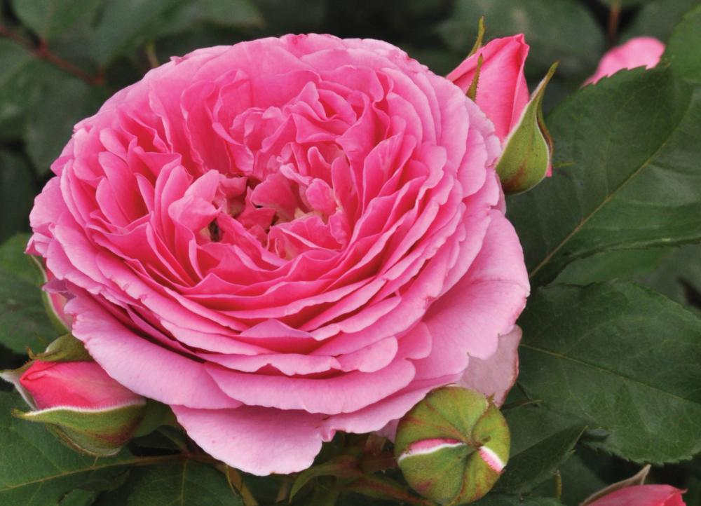 Roses bloom with free Grow How session at Dobbies’ Swindon store