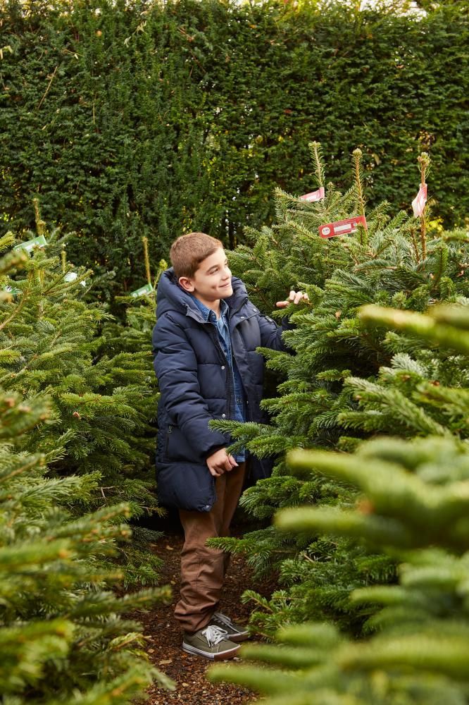 Ethan Firth amongst a selection of Dobbies' real Christmas trees