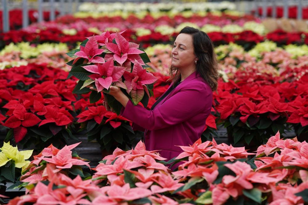 Dobbies' senior houseplant buyer Claire Bishop shows off some varieties of Poinsettia
