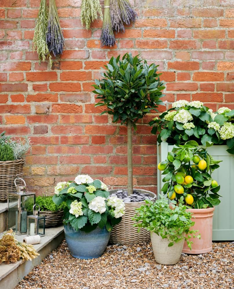 Swindon garden centre to celebrate National Gardening Week with free patio plant workshop
