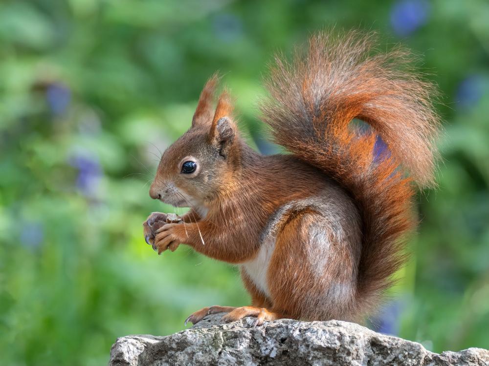 Red Squirrel eating a nut (© Vicky Outen)