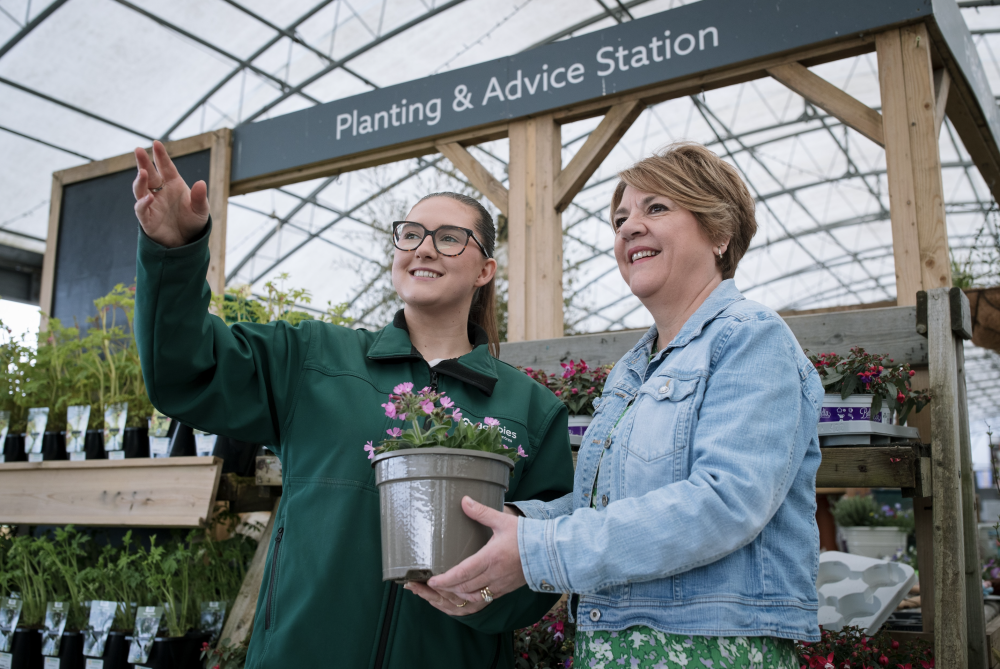 Summer of roses at Swindon garden centre