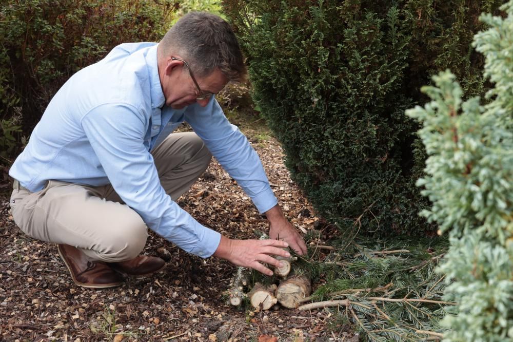 Garden centre shows individuals how to repurpose real cut Christmas trees