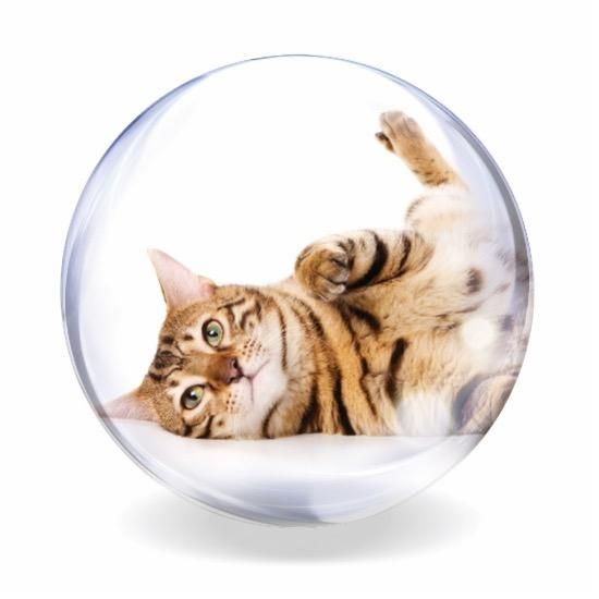 Cat Friendly Clinic Comes To Drove Vets