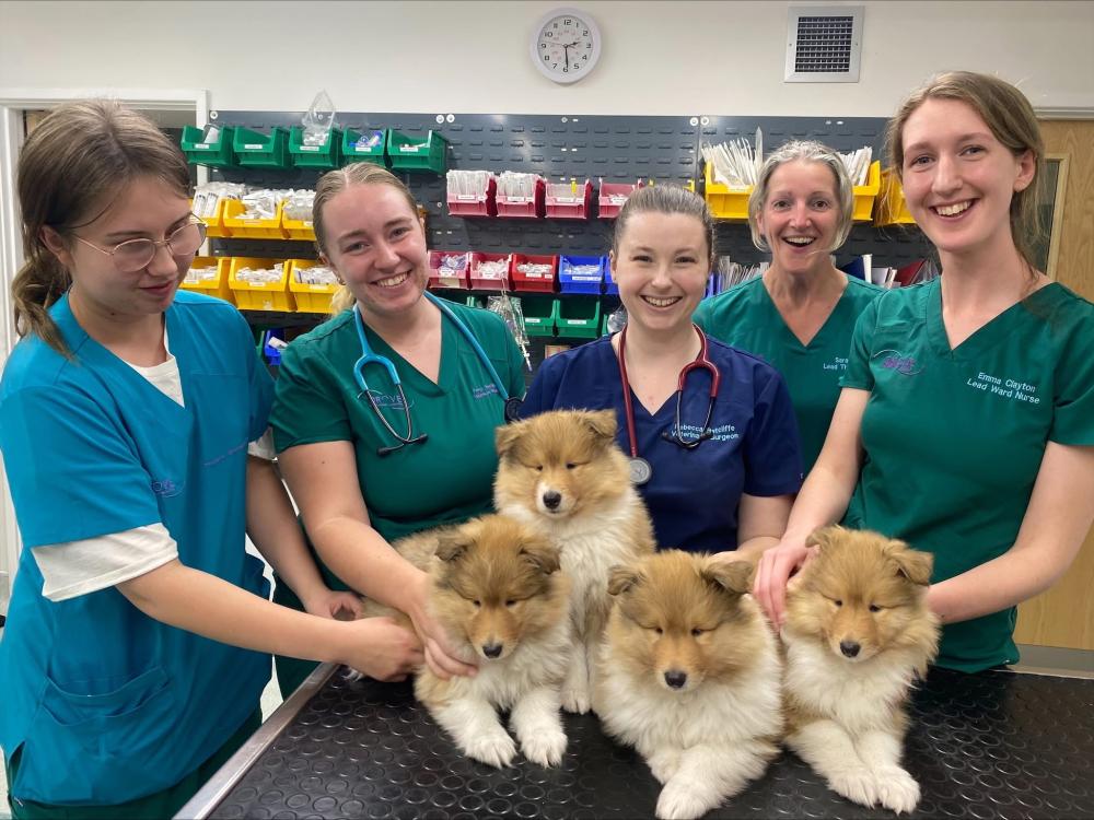 Members of the Drove team with some furry friends