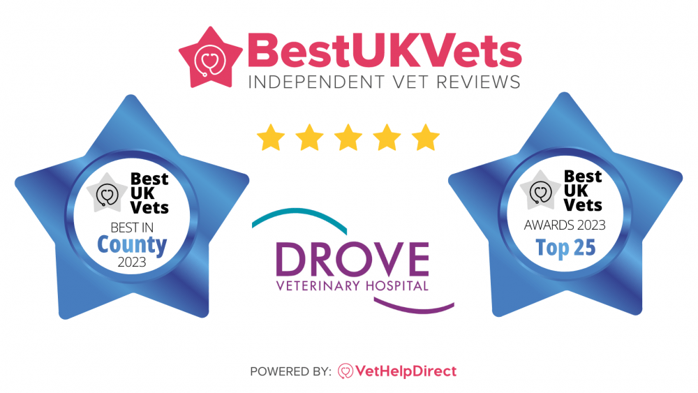 Drove Vets named 'Best in County' at BestUKVets Awards 2023