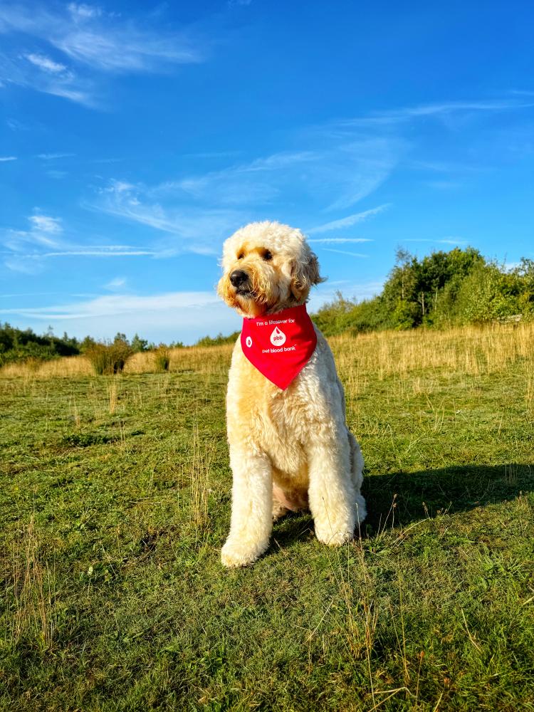 Orla- Goldendoodle