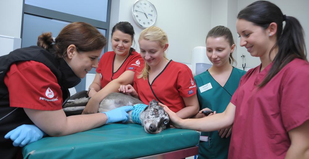 Pet Blood Bank team