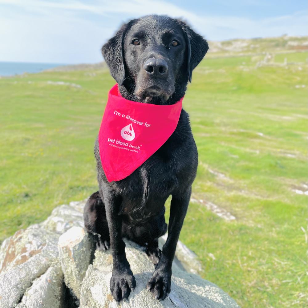 Tilly- Labrador