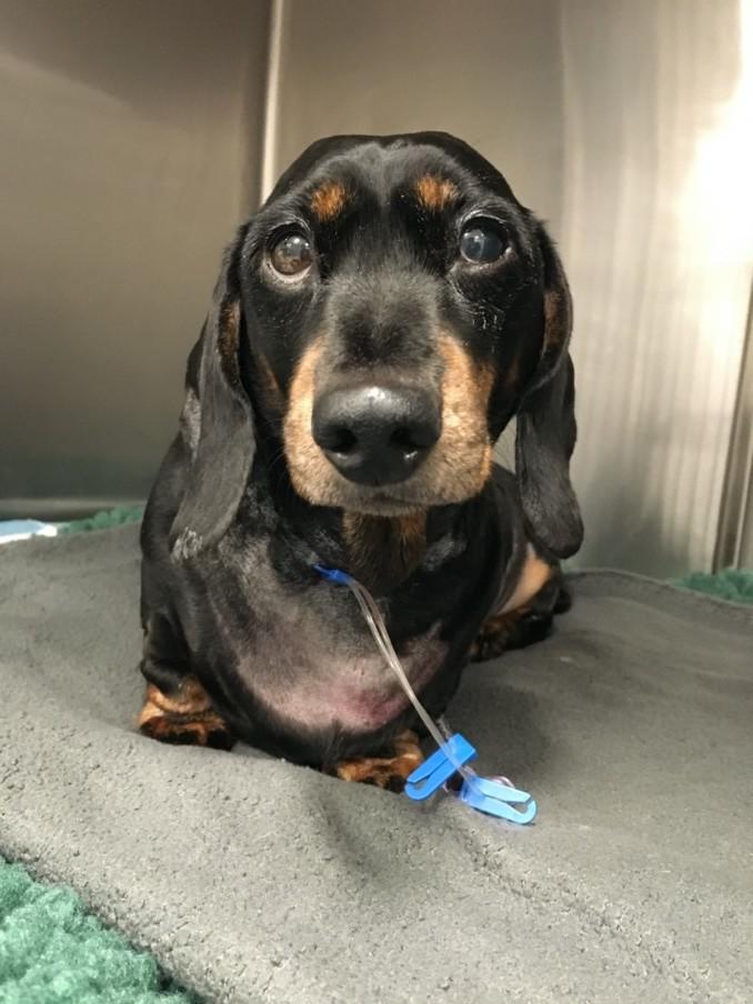 Heidi the dachshund recovered from a serious condition thanks to a transfusion and other treatment