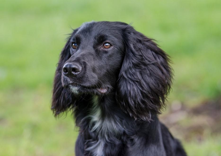 Swindon vets rebuild puppy's jaw after horse kick