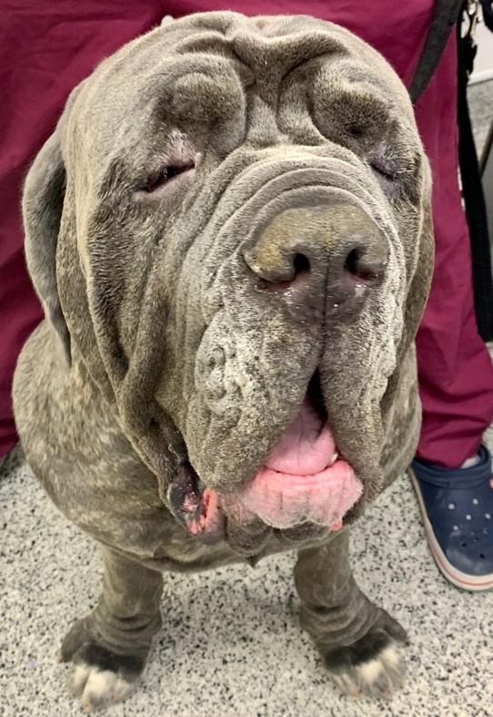 Neo before surgery - the skin folds meant he couldn't eat from his bowl without help