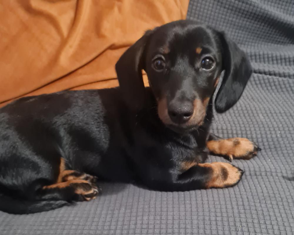 Sally the dachshund
