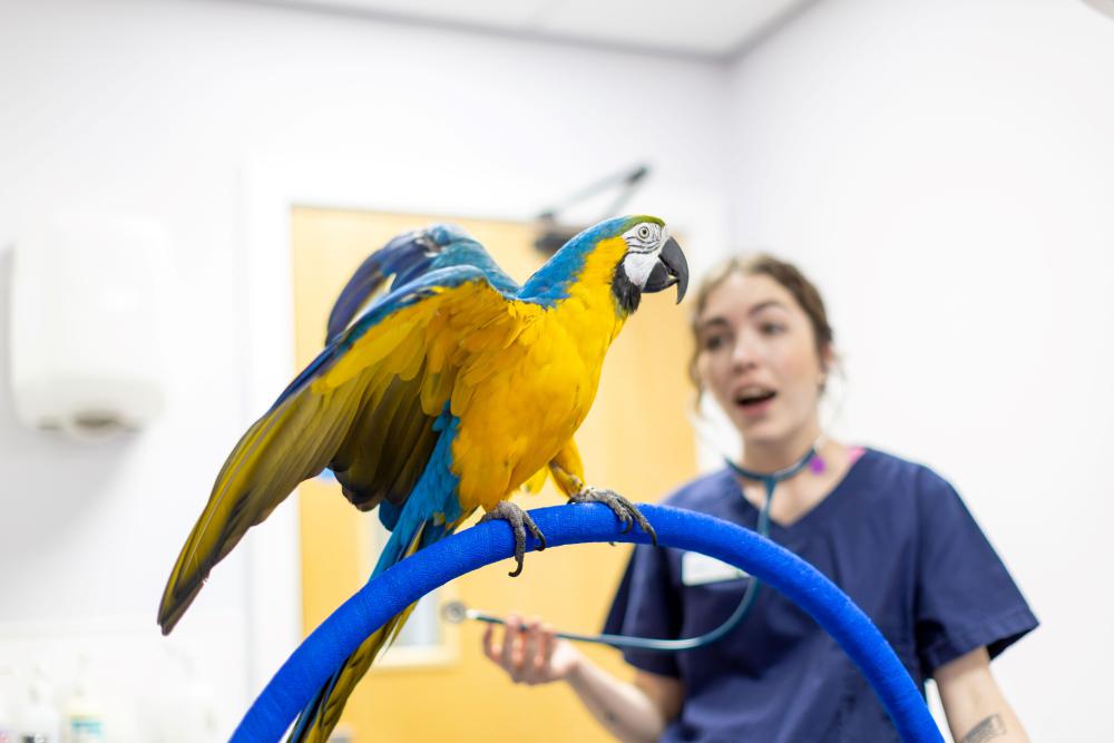 Swindon exotic vet practice upgraded to hospital following practice ...