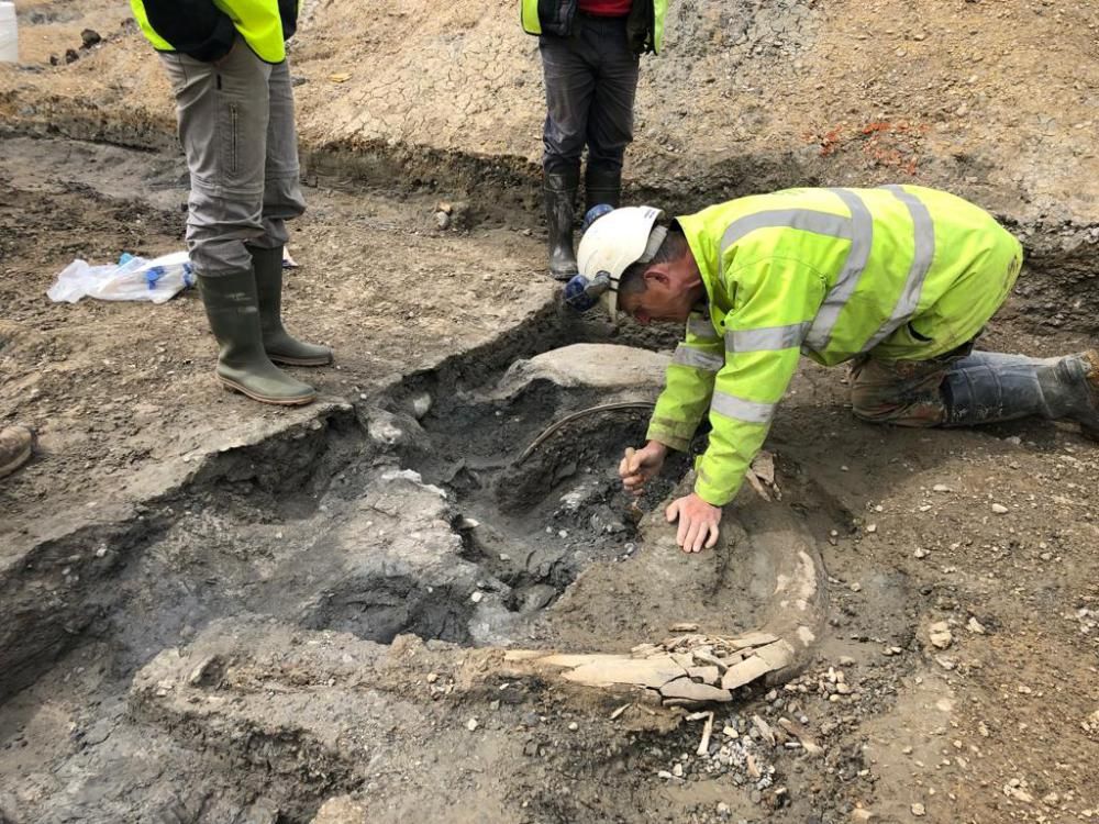 An archaeologist uncovers mammoth remains