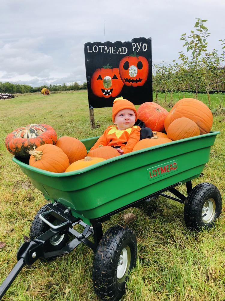 Pick your own pumpkins at Lotmead