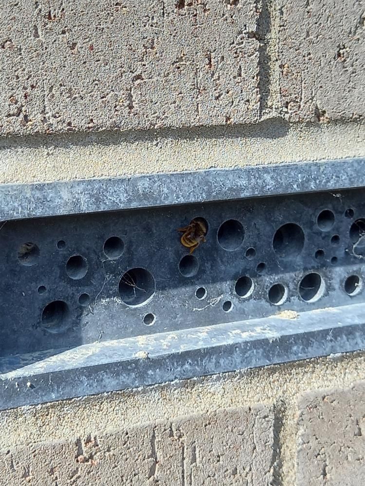 Bee brick at Gilbert Place