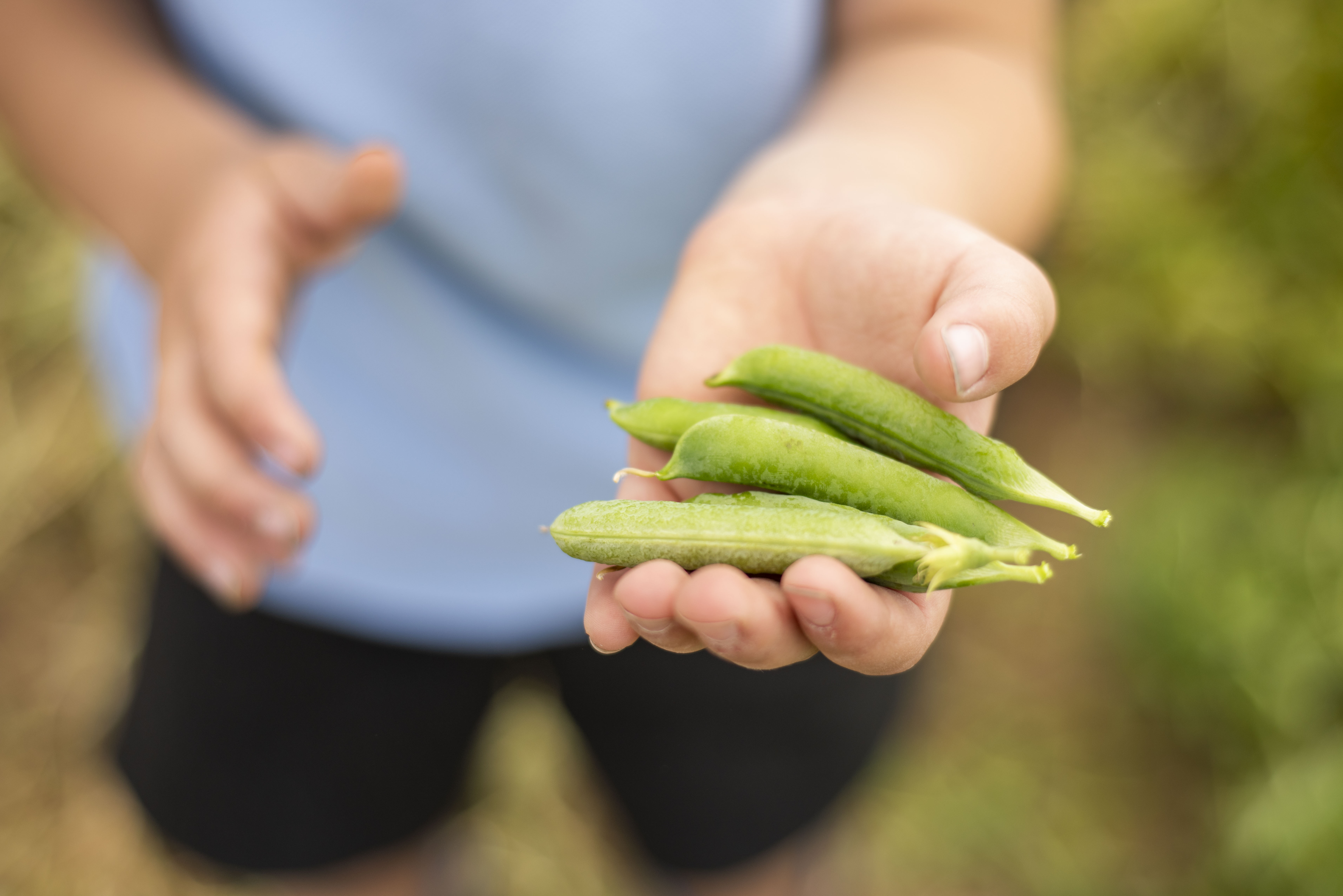 Young poets invited to give peas a chance 