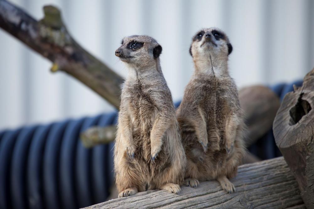 The meerkats are among the most popular attractions