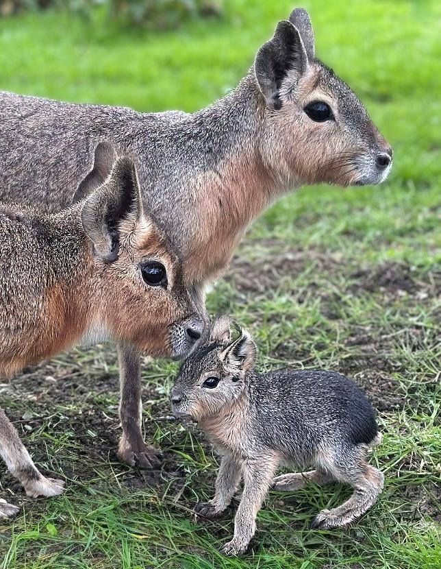 Patagonian Maras