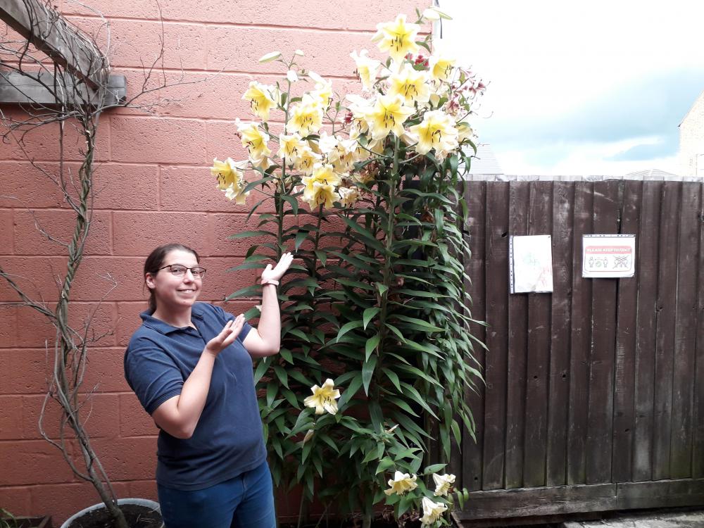 Return of the giant lilies