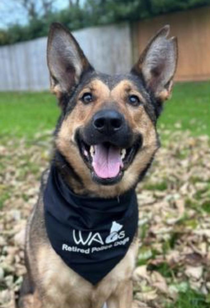 Pub to host dog walk in aid of retired police dog charity