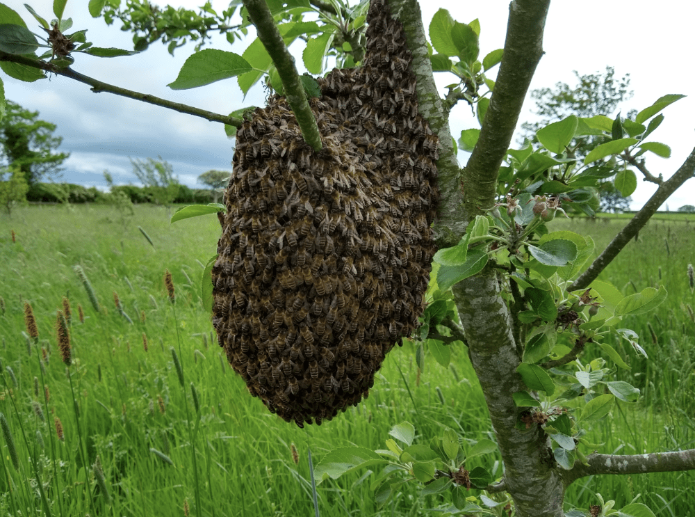 Charity says bees on the move nothing to panic about