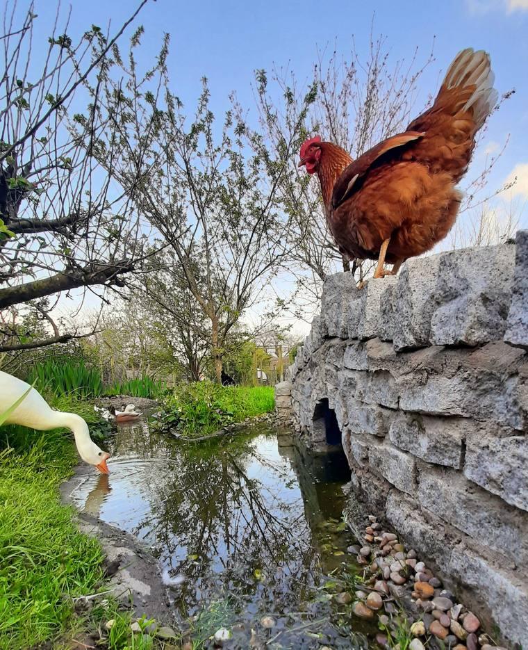 Call for hen rescuers across Swindon and beyond